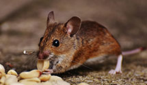 24 Hour & Emergency Exterminators in West Kaysville, UT